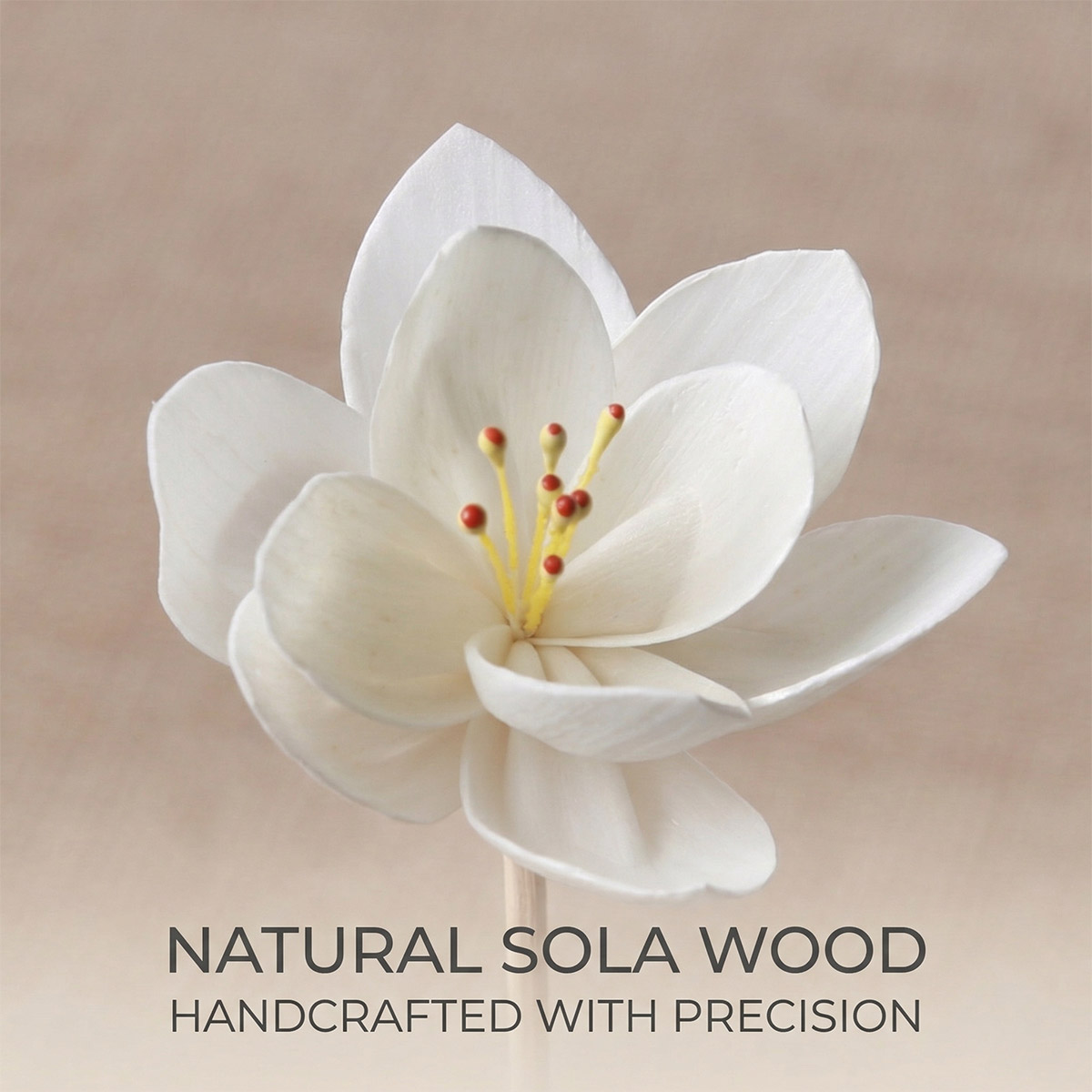 Orchid-Sola-flower-details-4